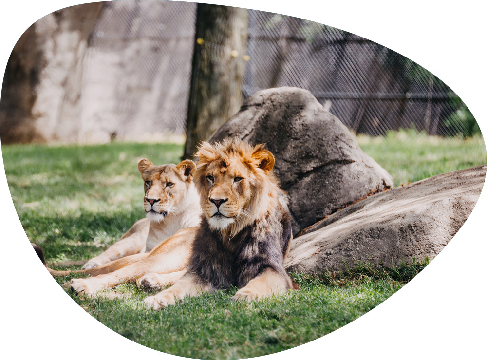 zoo-et-parc-visuel zoo-et-parc-visuel