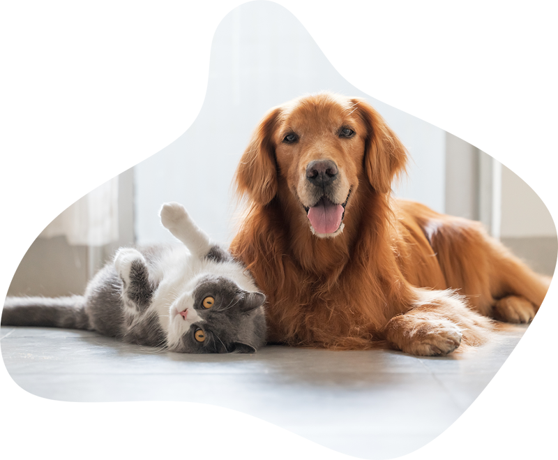 animal_de_compagnie_assurance animal_de_compagnie_assurance
